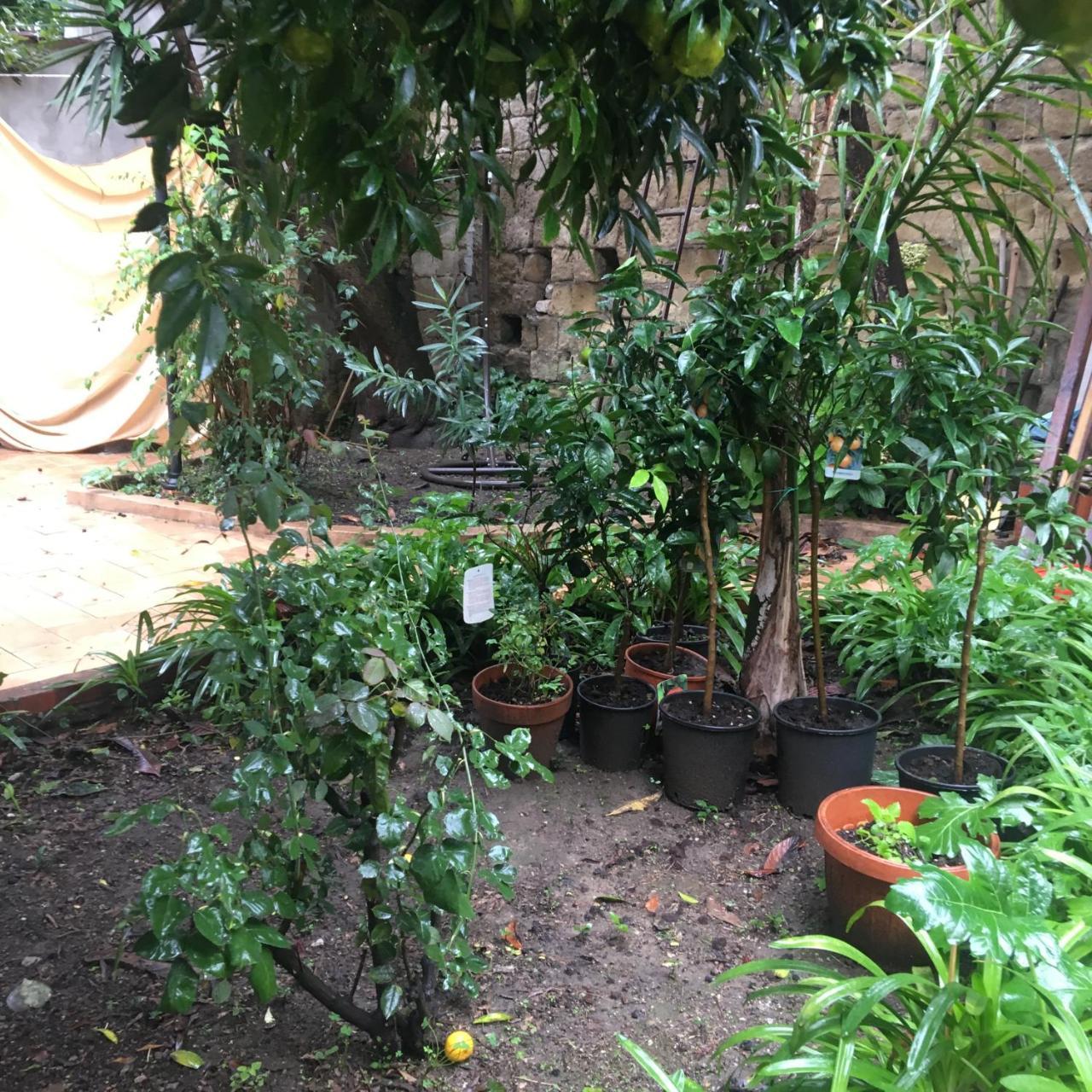 ナポリ Il Giardino Di Daphne Bed & Breakfast エクステリア 写真